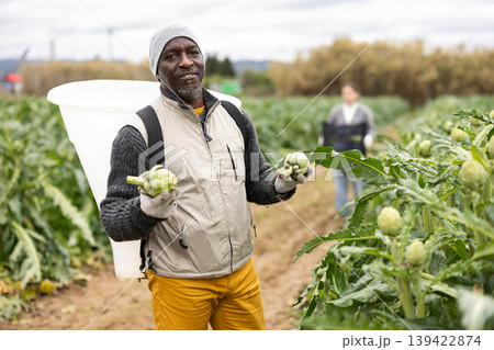 Middle-aged man harvesting artichoke on agricultural field 139422874