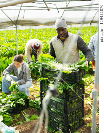 Male farmer harvests natural celery in farmer field Male farmer harvests natural celery in farmer field 139422876