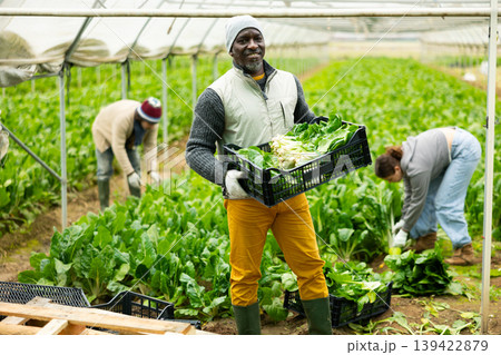 Middle-aged man holding plastic crate with chard Middle-aged man holding plastic crate with chard 139422879