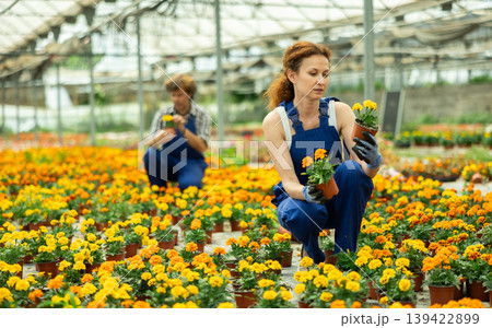 Woman Greenhouse Worker Holding Marigolds Woman Greenhouse Worker Holding Marigolds 139422899