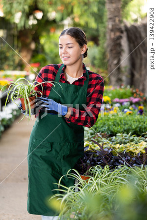 Young girl floriculturist checking potted Chlorophytum comosum in greenhouse Young girl floriculturist checking potted Chlorophytum comosum in greenhouse 139422908