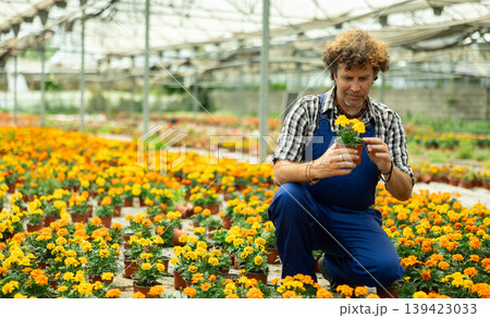 Man garden store worker holding marigolds Man garden store worker holding marigolds 139423033