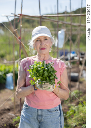 Portrait of a happy elderly woman with parsley harvest in garden Portrait of a happy elderly woman with parsley harvest in garden 139423037