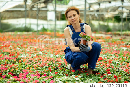 Attentive garden shop worker in casual blue overall diligently tends to flowers of the Balsaminaceae genus, surrounded by variety of potted plants 139423116