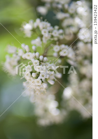 サンゴジュの白い花が咲いています。学名はViburnum odoratissimumです。 139423422