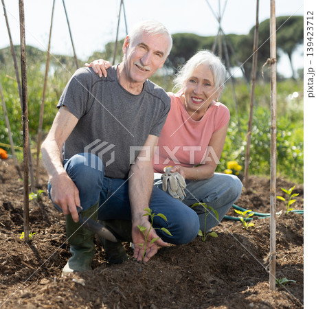 Portrait of elderly couple tending plants together in their garden Portrait of elderly couple tending plants together in their garden 139423712