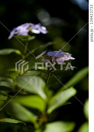 紫陽花園に紫陽花の花が咲いています。このアジサイの名前はガクアジサイです。 紫陽花園に紫陽花の花が咲いています。このアジサイの名前はガクアジサイです。 139423733