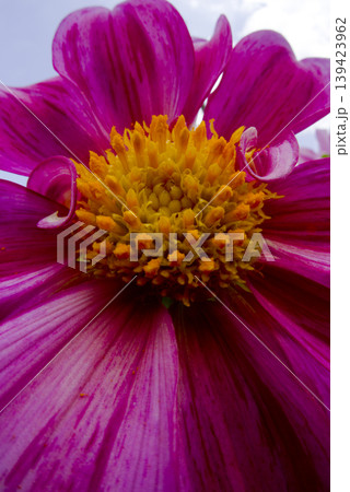 赤色のダリアの花のクローズアップ写真です。 赤色のダリアの花のクローズアップ写真です。 139423962