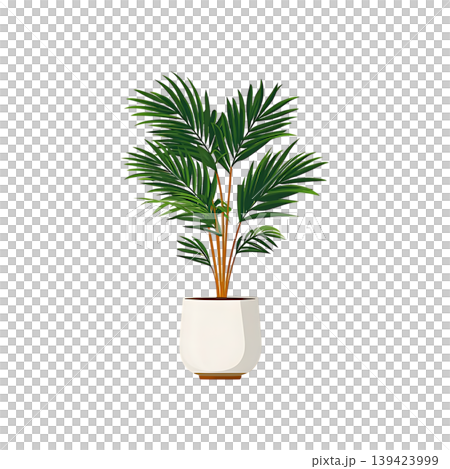 Areca Palm in White Pot on transparent background 139423999
