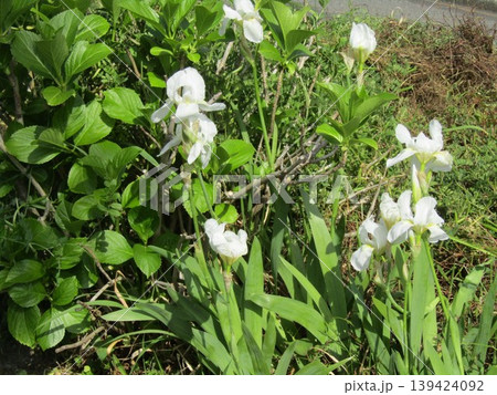こじま花の会花畑に行く途中の植え込みのイチハツの白い花 139424092