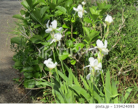 こじま花の会花畑に行く途中の植え込みのイチハツの白い花 こじま花の会花畑に行く途中の植え込みのイチハツの白い花 139424093