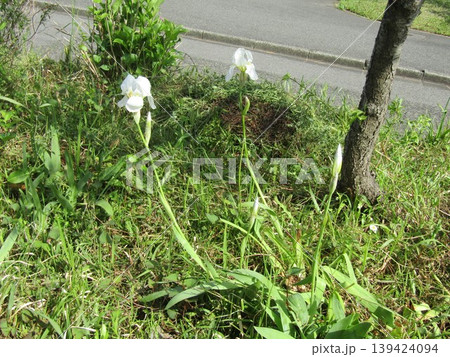 こじま花の会花畑に行く途中の植え込みのイチハツの白い花 139424094