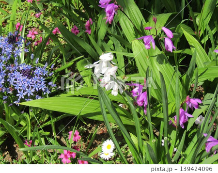オオツルボの青い花とシランの白と紫の花 139424096