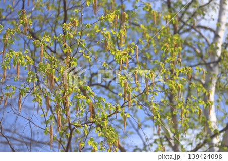 北海道の樹木　満開状態　シラカバの花 139424098