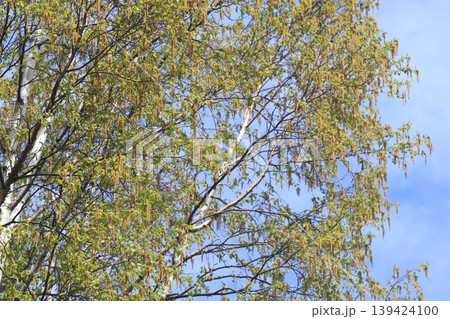北海道の樹木 満開状態 シラカバの花 北海道の樹木 満開状態 シラカバの花 139424100