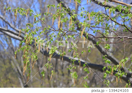 北海道の樹木 満開状態 シラカバの花 北海道の樹木 満開状態 シラカバの花 139424103