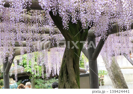 藤棚・西新井大師【東京都足立区】 139424441