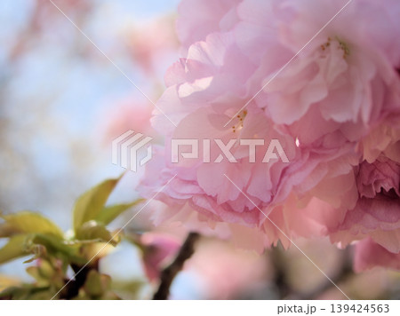 晴れた4月に咲いた美しいサトザクラ「江戸(エド)」 晴れた4月に咲いた美しいサトザクラ「江戸(エド)」 139424563