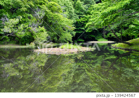 【神奈川県】座間谷戸山公園の水鳥の池 【神奈川県】座間谷戸山公園の水鳥の池 139424567