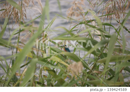 水辺の草むらで休むカワセミ 水辺の草むらで休むカワセミ 139424589