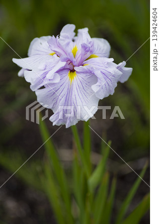 花菖蒲園にピンクと白色の菖蒲の花が咲いています。このハナショウブの名前は真珠の海です。 花菖蒲園にピンクと白色の菖蒲の花が咲いています。このハナショウブの名前は真珠の海です。 139424604