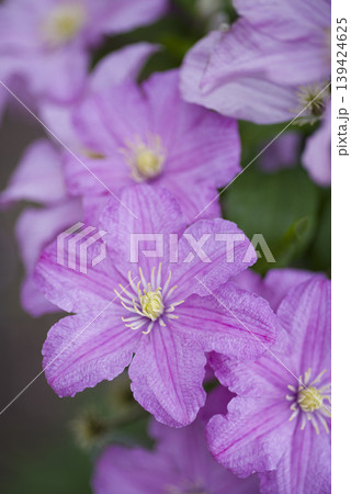 ピンク色のクレマチスの花が咲いています。品種名はコンテスドブジョウです。 139424625