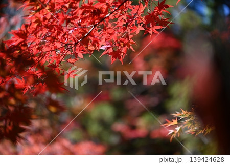 【京都】亀岡 鍬山神社の紅葉 【京都】亀岡 鍬山神社の紅葉 139424628