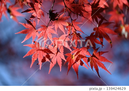 【京都】亀岡 鍬山神社の紅葉 【京都】亀岡 鍬山神社の紅葉 139424629