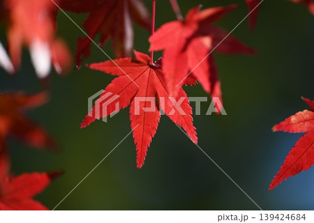 紅葉のマクロ クローズアップ 紅葉のマクロ クローズアップ 139424684