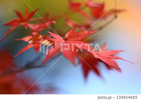 紅葉のマクロ クローズアップ 紅葉のマクロ クローズアップ 139424685