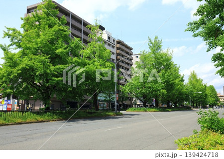 新緑の街路樹 新緑の街路樹 139424718