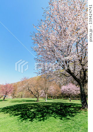 緑の芝生と樹影が美しい自然風景 緑の芝生と樹影が美しい自然風景 139424741