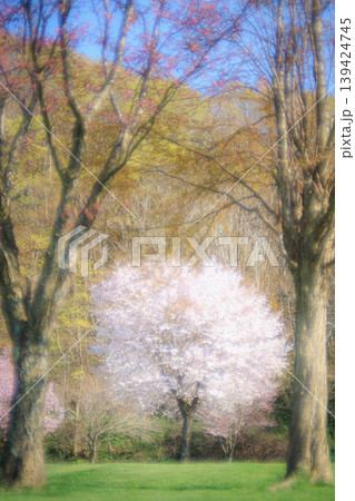 オールドレンズで撮影した幻想的な春の桜風景 オールドレンズで撮影した幻想的な春の桜風景 139424745