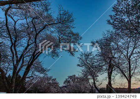 朝焼けと桜が美しい北海道の並木道 朝焼けと桜が美しい北海道の並木道 139424749