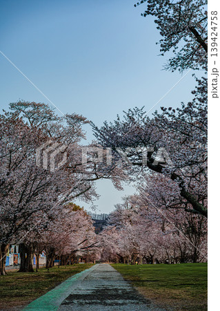 桜に囲まれた北海道の朝風景 桜に囲まれた北海道の朝風景 139424758