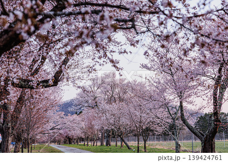 朝空の下に広がる桜並木の絶景 139424761