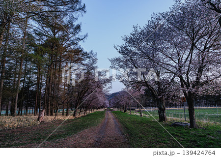 優しい朝色に染まる桜並木 139424764