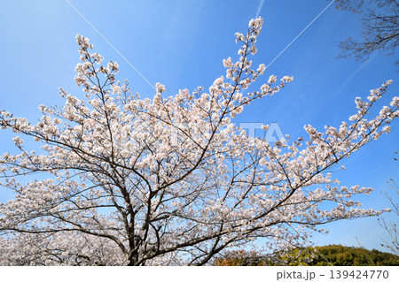 桜、サクラ、さくら 桜、サクラ、さくら 139424770