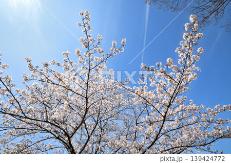 桜、サクラ、さくら 桜、サクラ、さくら 139424772