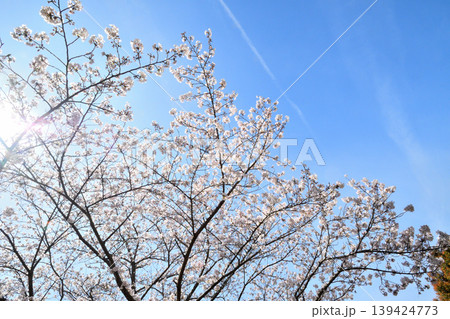 桜、サクラ、さくら 139424773