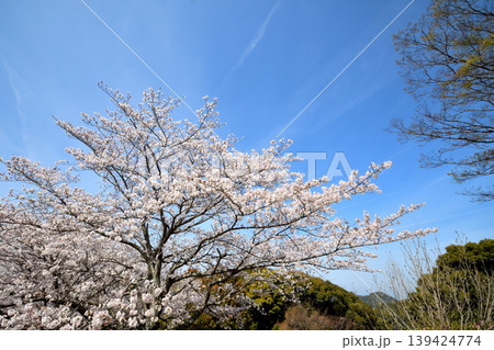 桜、サクラ、さくら 139424774