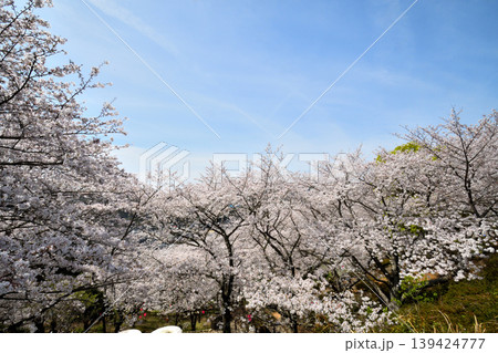 桜、サクラ、さくら 139424777