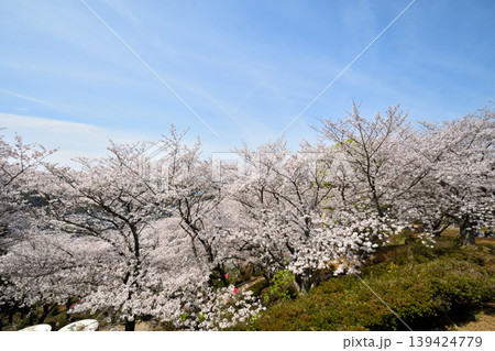 桜、サクラ、さくら 139424779