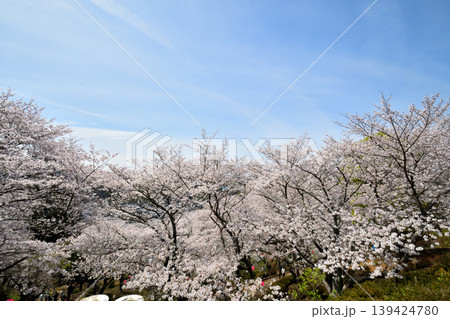 桜、サクラ、さくら 139424780