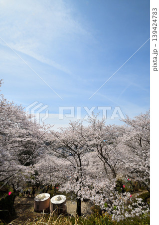 桜、サクラ、さくら 139424783