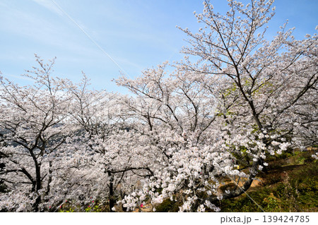桜、サクラ、さくら 桜、サクラ、さくら 139424785