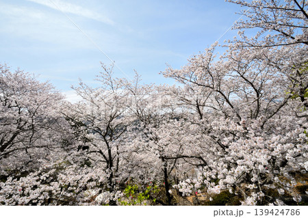 桜、サクラ、さくら 桜、サクラ、さくら 139424786