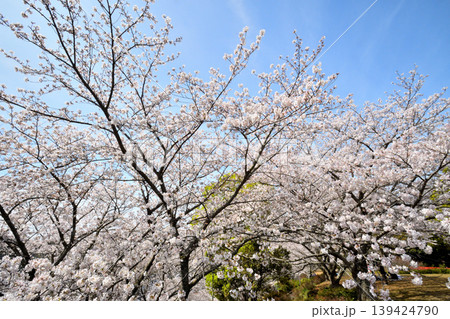 桜、サクラ、さくら 桜、サクラ、さくら 139424790