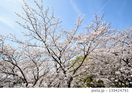 桜、サクラ、さくら 桜、サクラ、さくら 139424791
