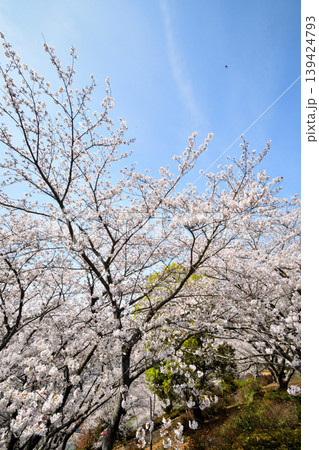 桜、サクラ、さくら 桜、サクラ、さくら 139424793
